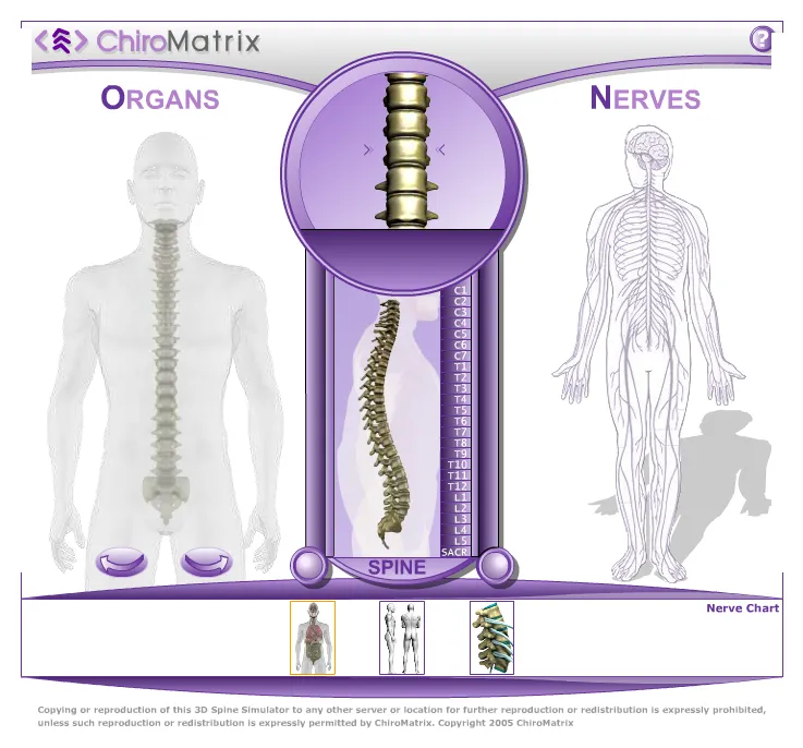 3D spine simulator showing vertebrae and nerve connections.