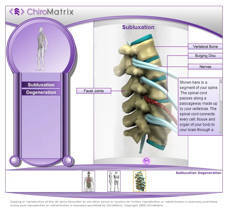 Spinal segments and discs.